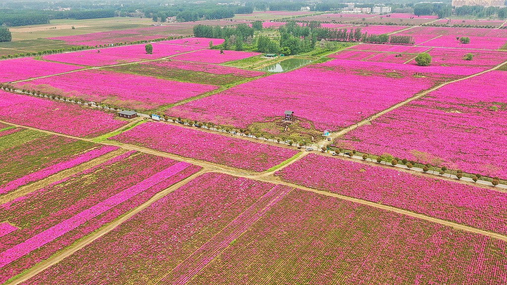 Chinese herbaceous peony fields are seen in full bloom in Bozhou, Anhui, May 5, 2021. /CFP