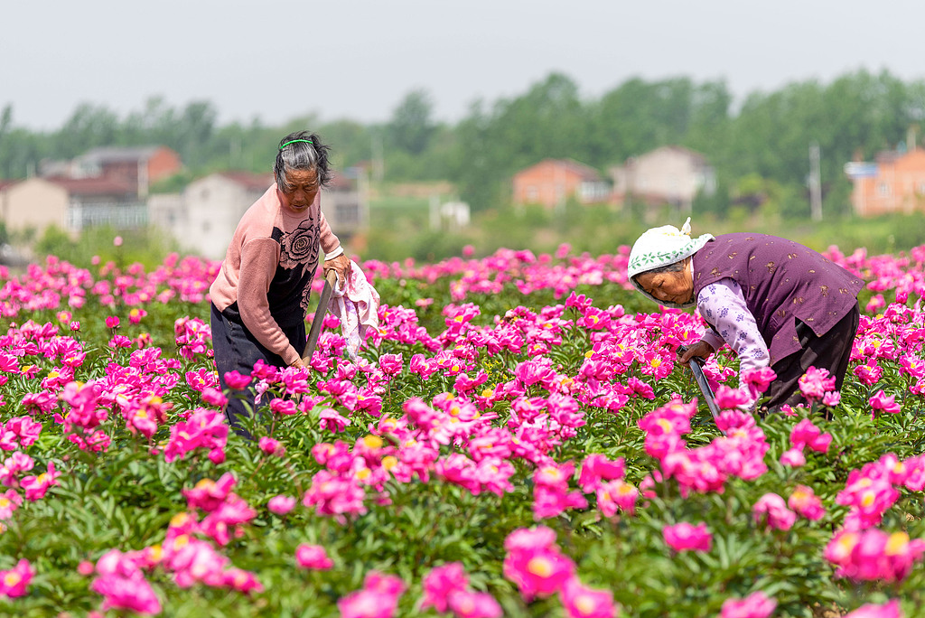 Workers are spotted weeding a Chinese herbaceous peony field at a planting base in Hefei, Anhui on April 29, 2021. /CFP