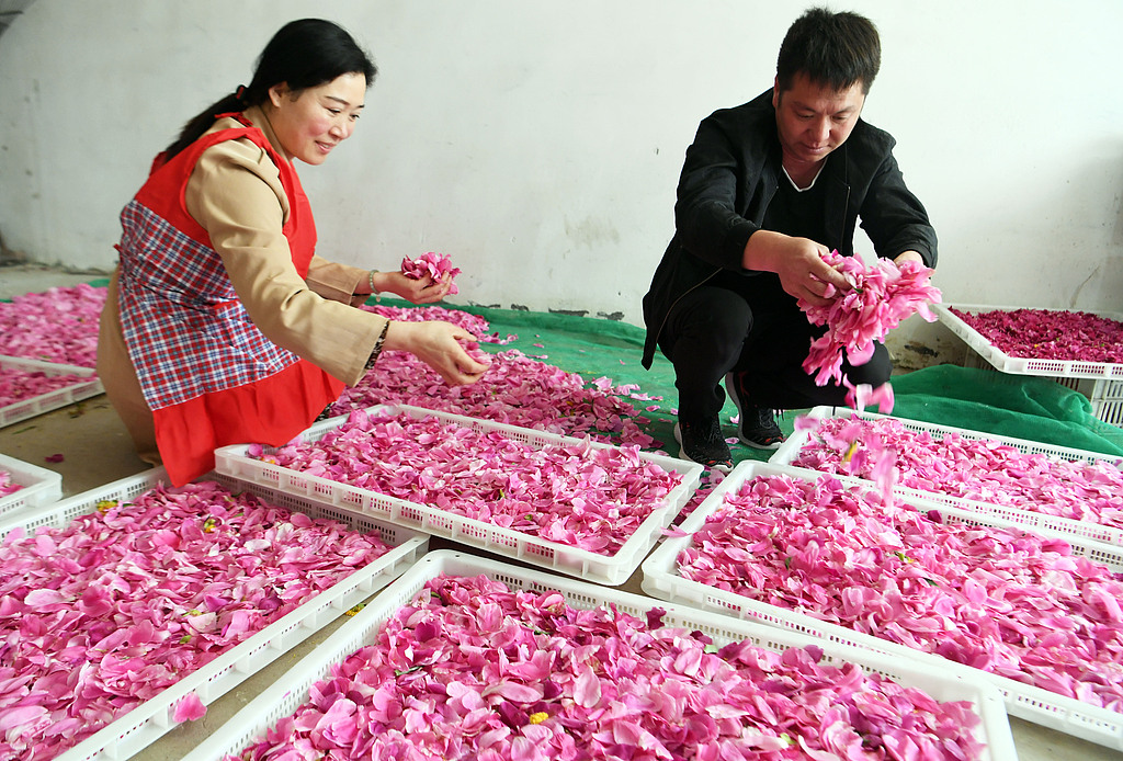 Villagers process Chinese herbaceous peony petals in Bozhou, Anhui, May 8, 2022. /CFP