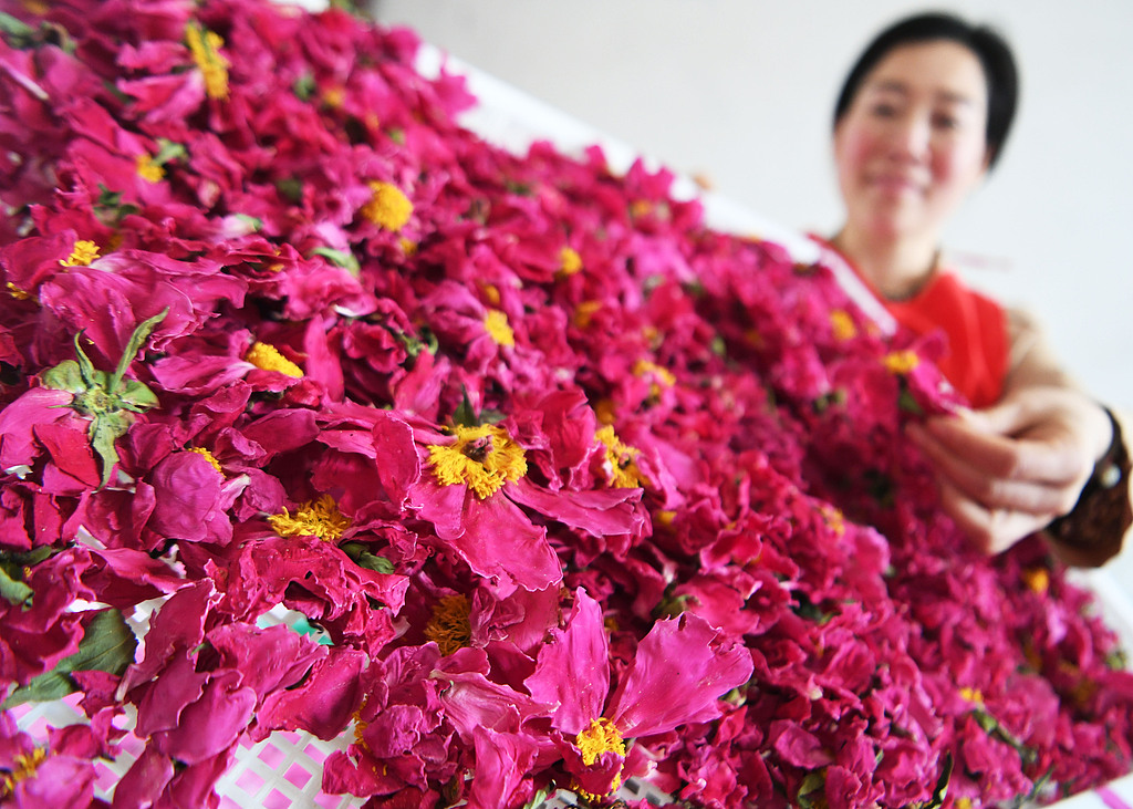 A villager processes Chinese herbaceous peony petals in Bozhou, Anhui, May 8, 2022. /CFP