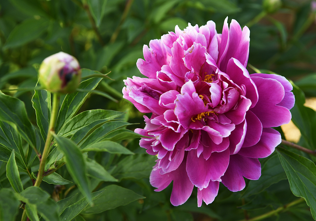 A Chinese herbaceous peony is seen in bloom. /CFP