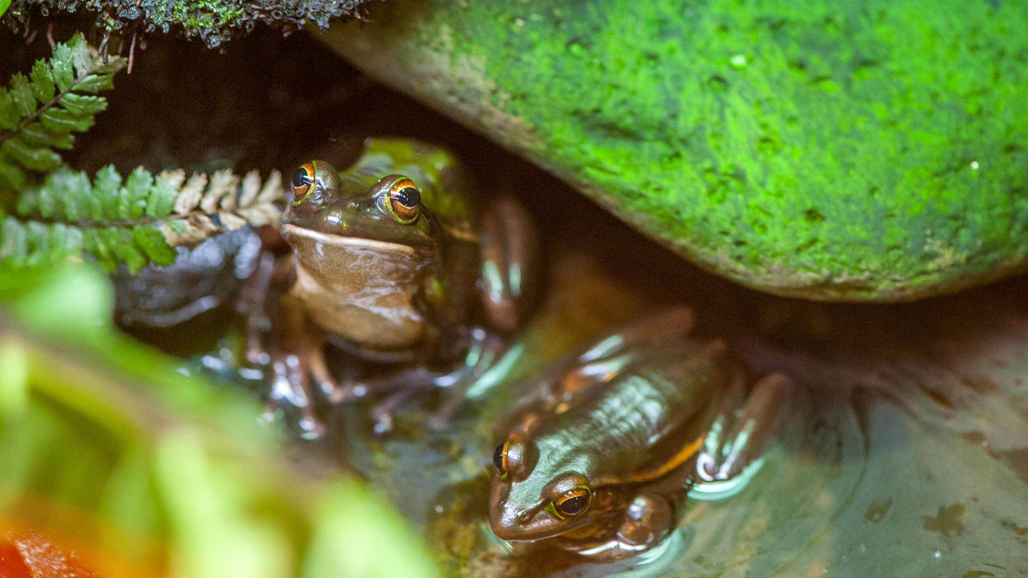 Amphibians in New Zealand. /CFP