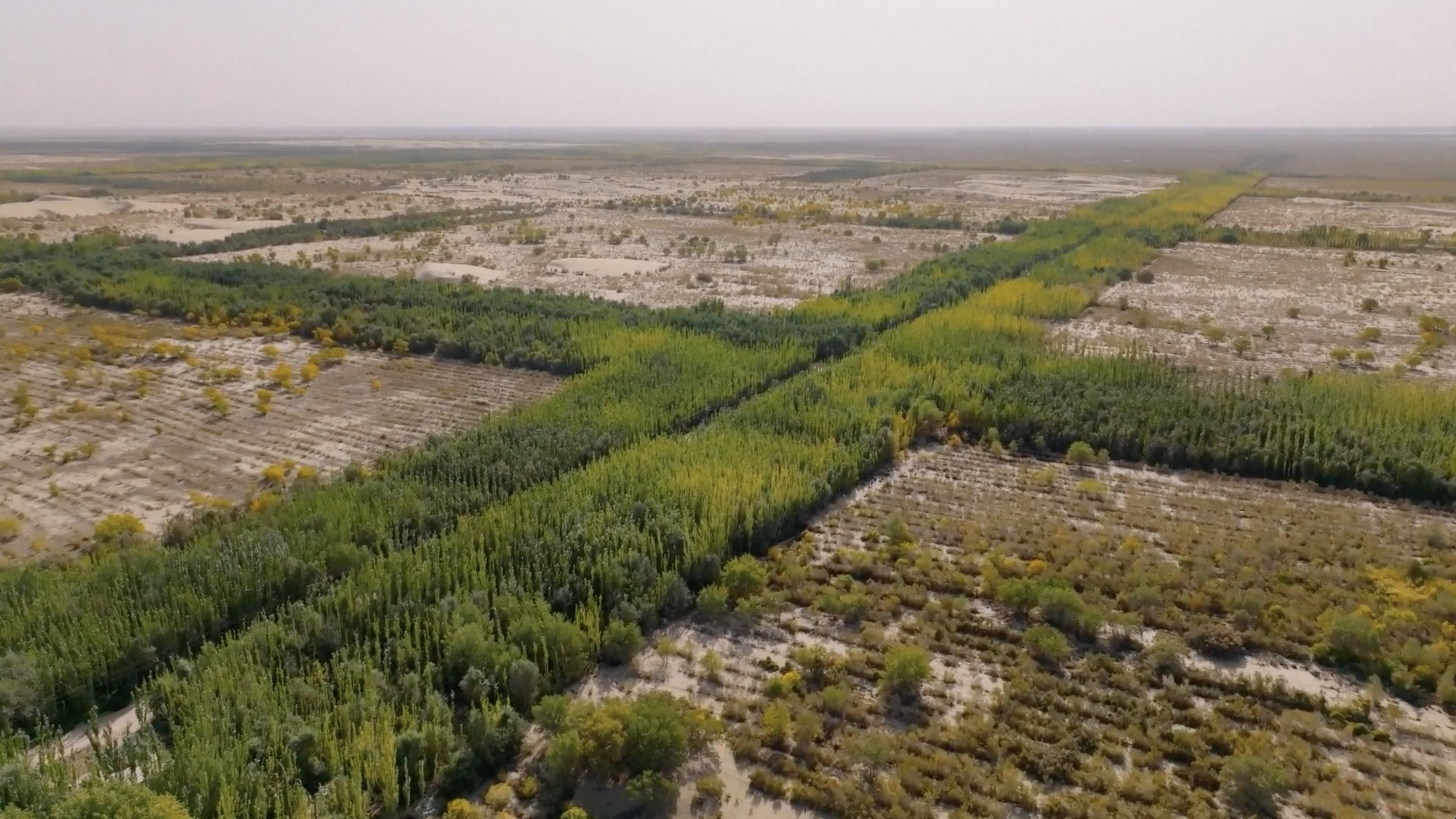 Plants and trees in the Taklimakan Desert. /CMG