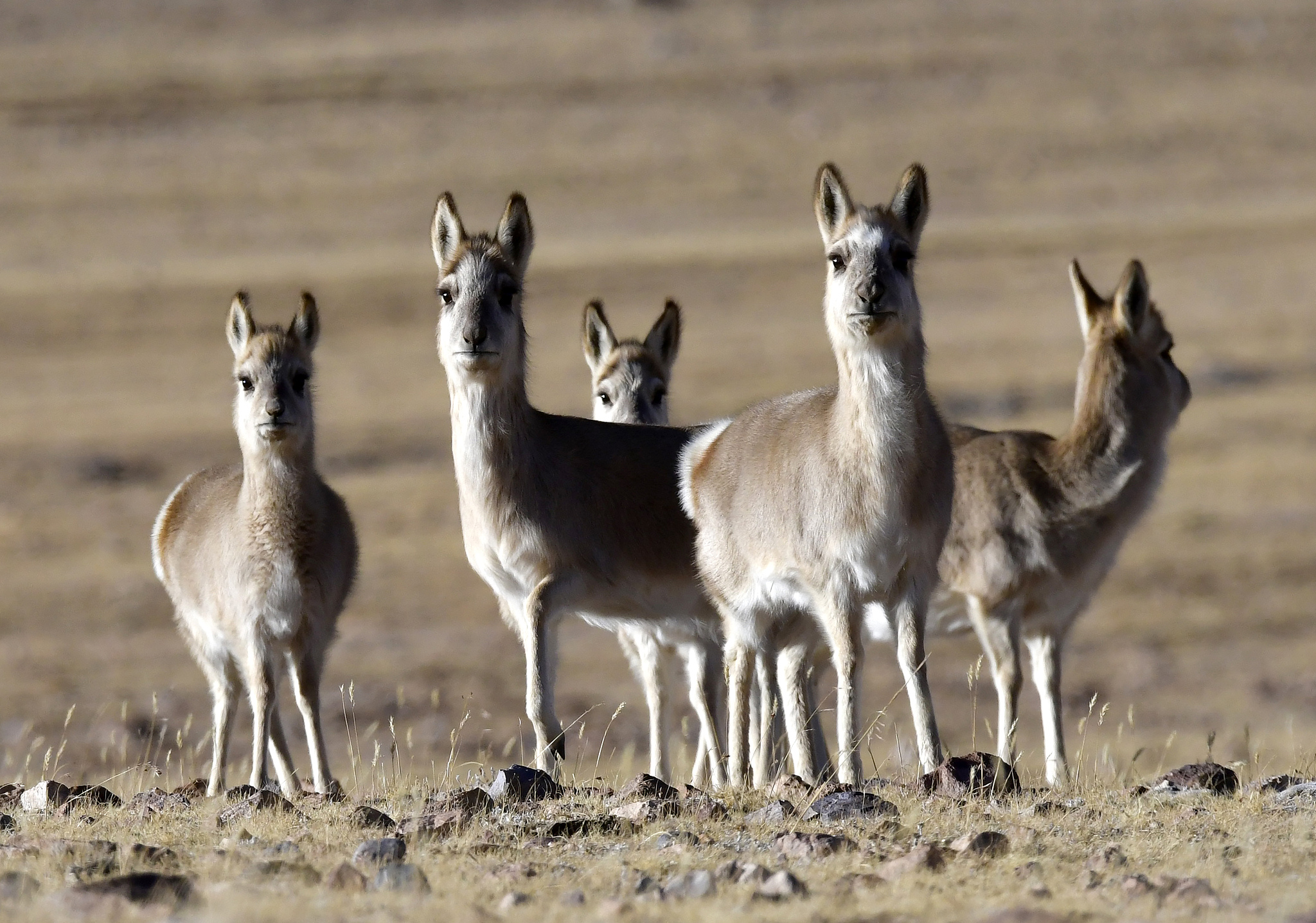 Tibetan antelopes are seen on a grassland of Nagqu City, southwest China's Xizang Autonomous Region, December 5, 2024. /CFP