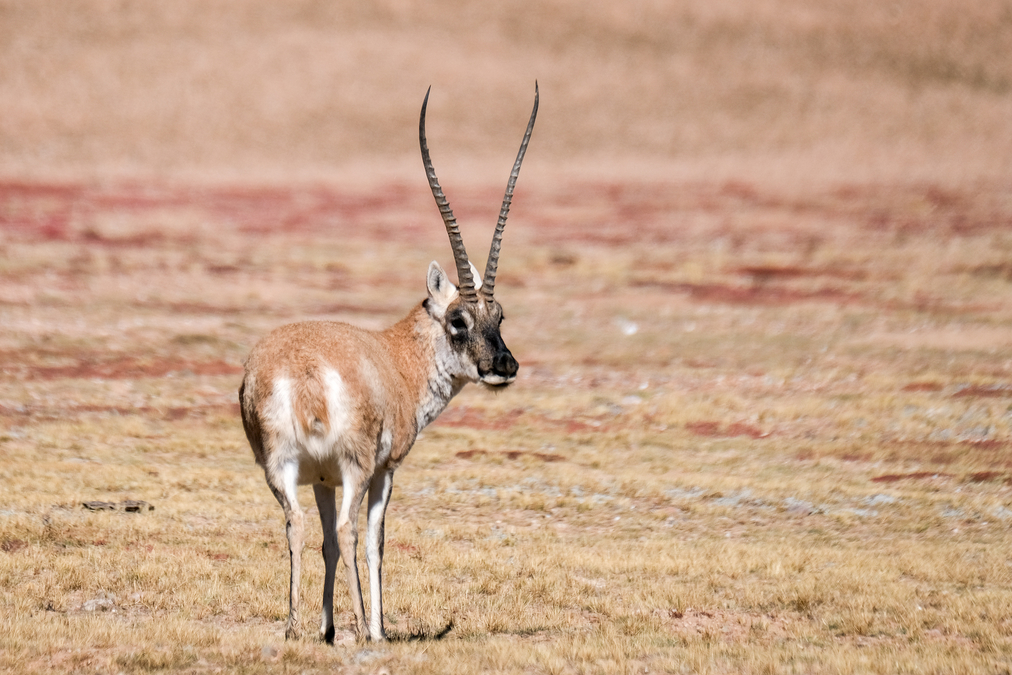 A Tibetan antelope is seen on a grassland of Nagqu City, southwest China's Xizang Autonomous Region, October 3, 2024. /CFP