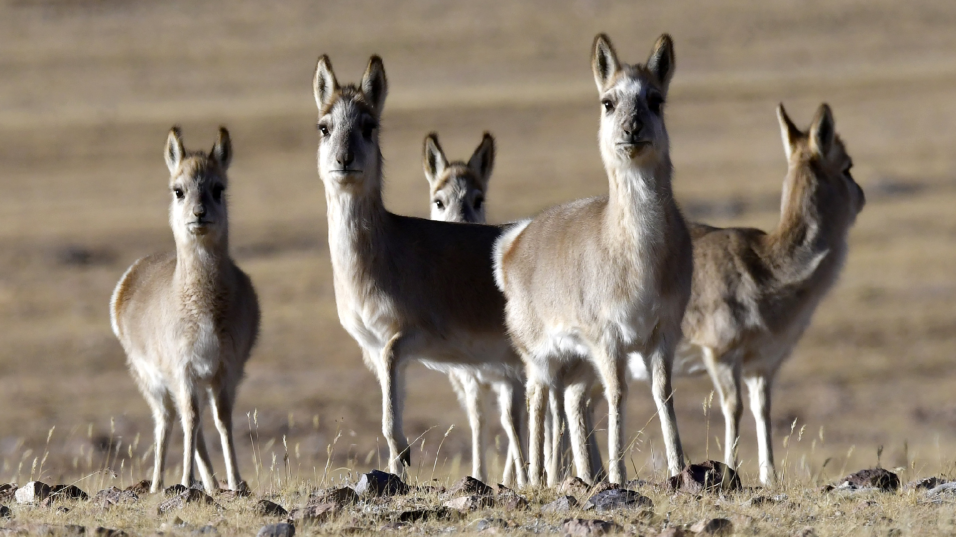 Chinese researchers aim to unlock genetic mysteries of the scarce Tibetan antelope