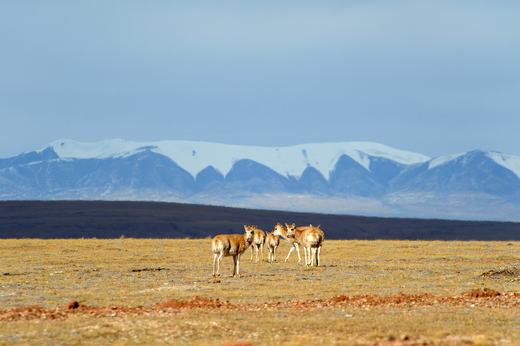 A pack of Tibetan antelopes are on a grassland in Haixi Mongol and Tibetan Autonomous Prefecture, northwest China's Qinghai Province, October 28, 2024. /CFP