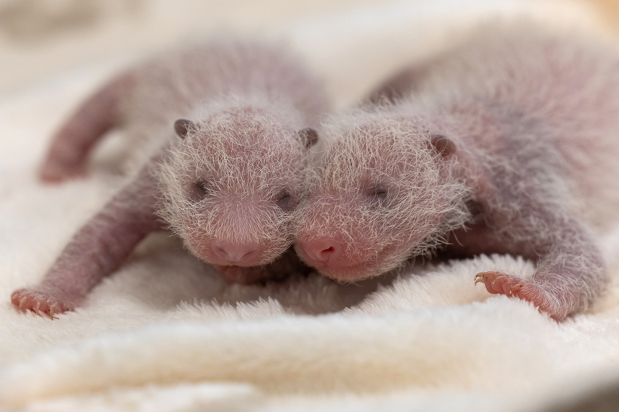 Two panda cubs that were born on August 22, 2024 at Zoo Berlin, Germany, August 30, 2024. /CFP