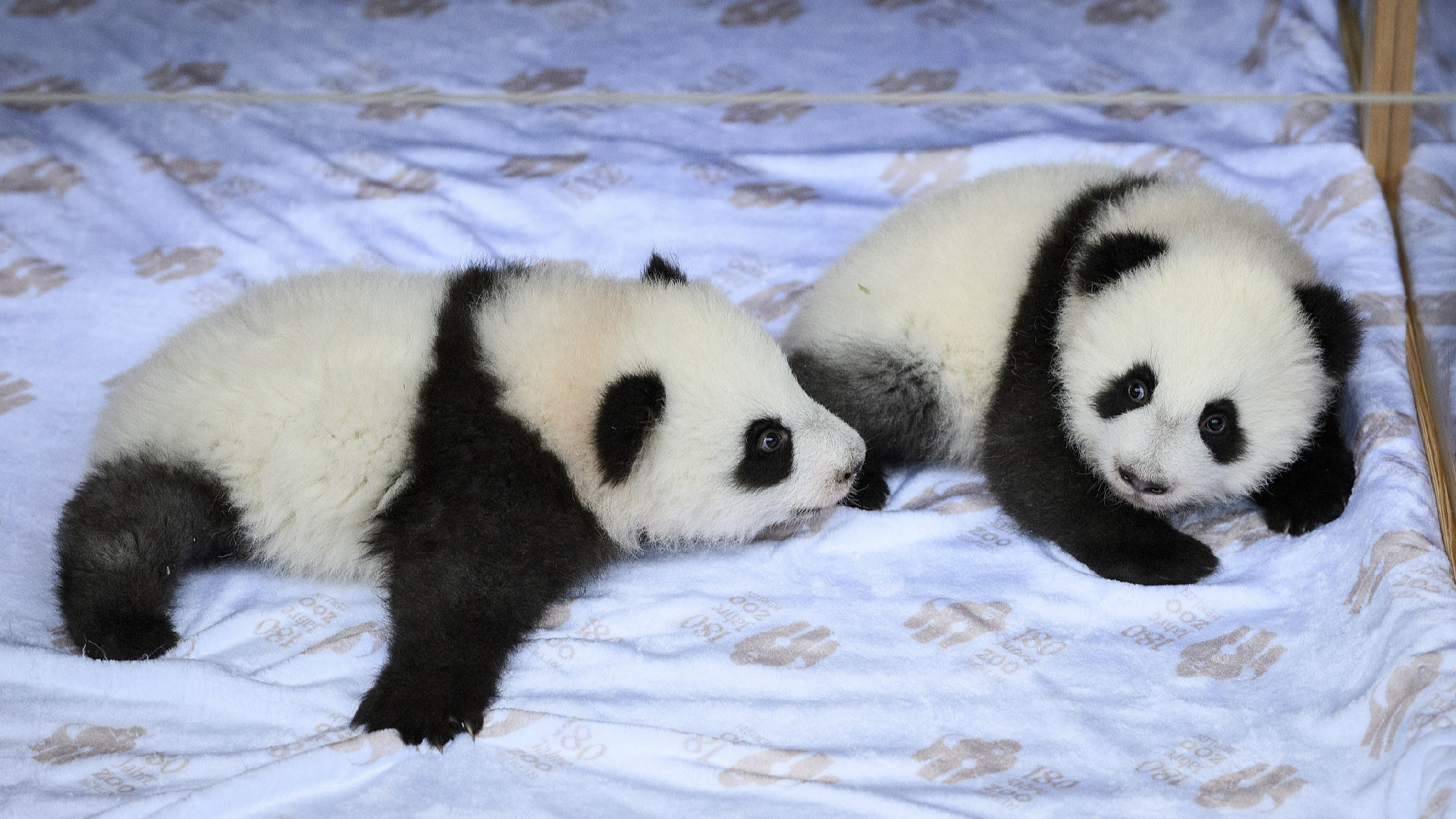 Zoo Berlin Reveals Names of Baby Panda Twins: Meng Hao, Meng Tian