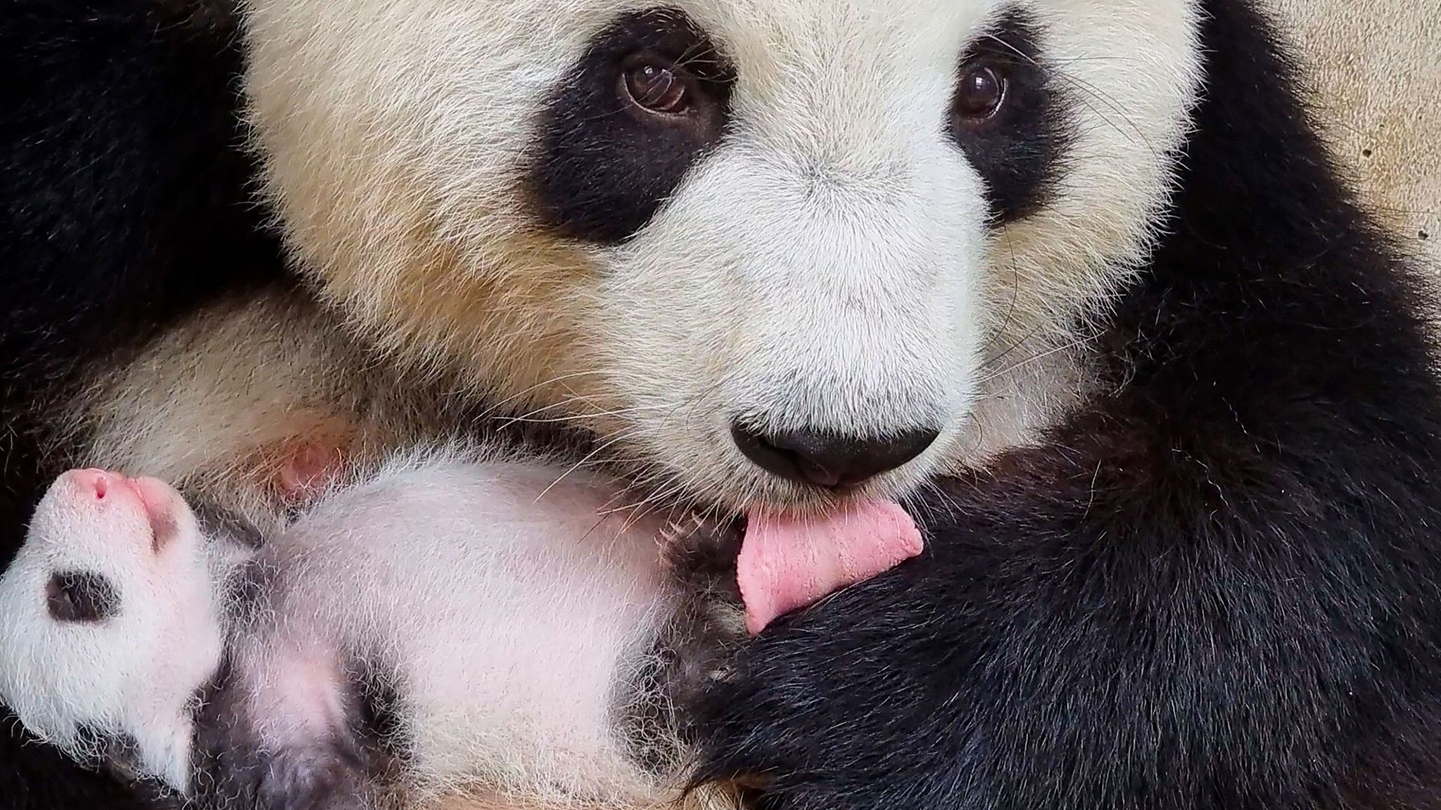 Giant panda Meng Meng takes care of one of her twins at Zoo Berlin in Berlin, Germany, September 19, 2024. /CFP