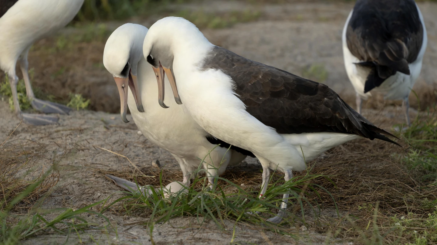 Wisdom, the legendary Laysan albatross, stands at right with red leg tag next to her new partner as they admire their recently laid egg at Midway Atoll National Wildlife Refuge in Honolulu, Hawaii, the U.S., November 27, 2024. /AP