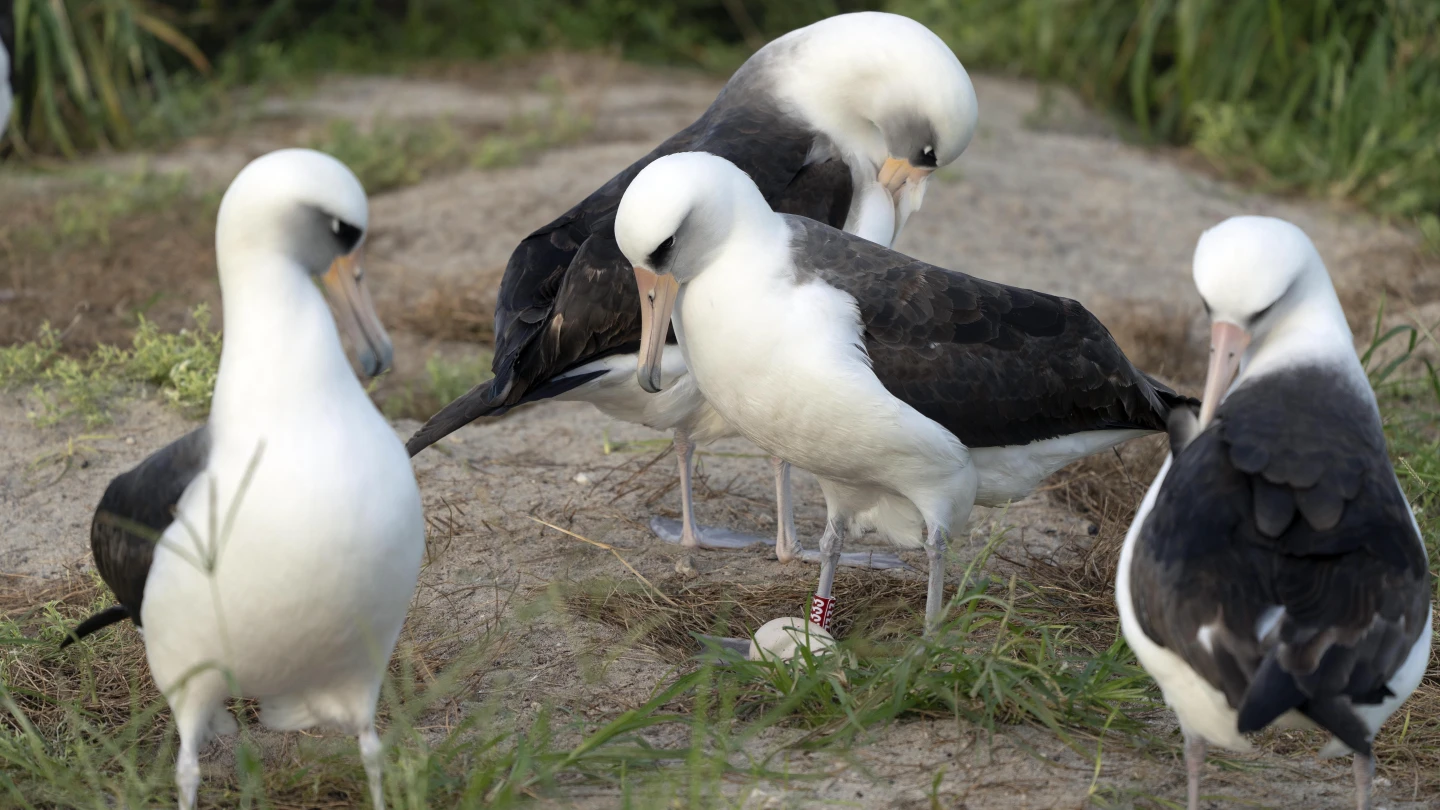 Wisdom, the legendary Laysan albatross, stands at right with red leg tag next to her new partner as they admire their recently laid egg at Midway Atoll National Wildlife Refuge in Honolulu, Hawaii, the U.S., November 27, 2024. /AP