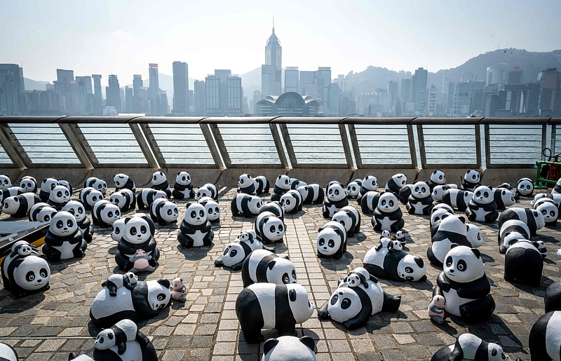 Thousands of giant panda sculptures make an appearance on the Avenue of Stars in Hong Kong, December 7, 2024. /CFP