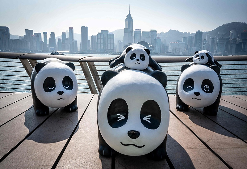 Thousands of giant panda sculptures make an appearance on the Avenue of Stars in Hong Kong, December 7, 2024. /CFP