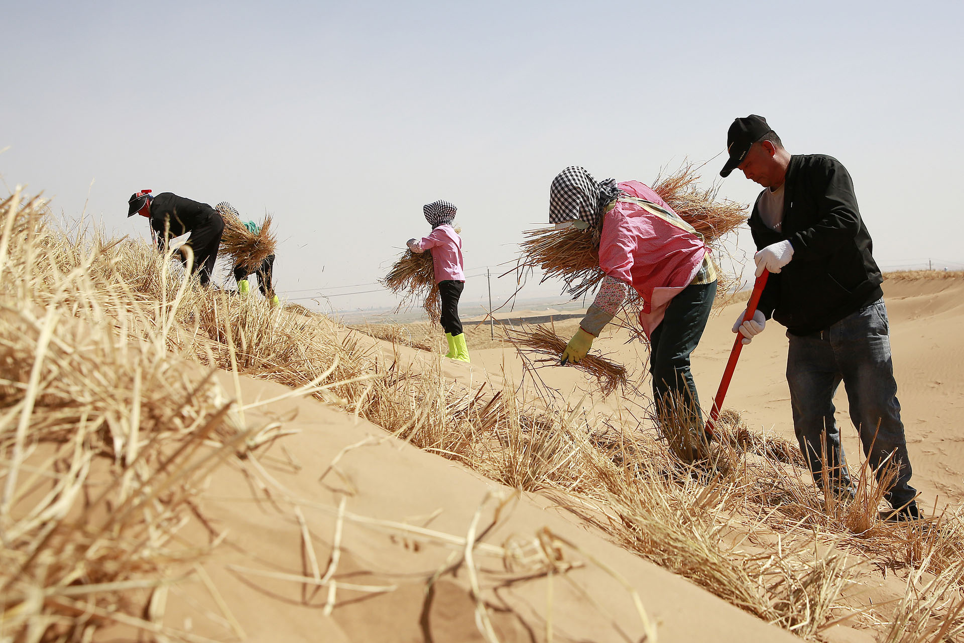 Workers create checkerboard patterns with branches in the desert near Zhongwei City, northwest China's Ningxia Hui Autonomous Region, May 9, 2024. /CFP