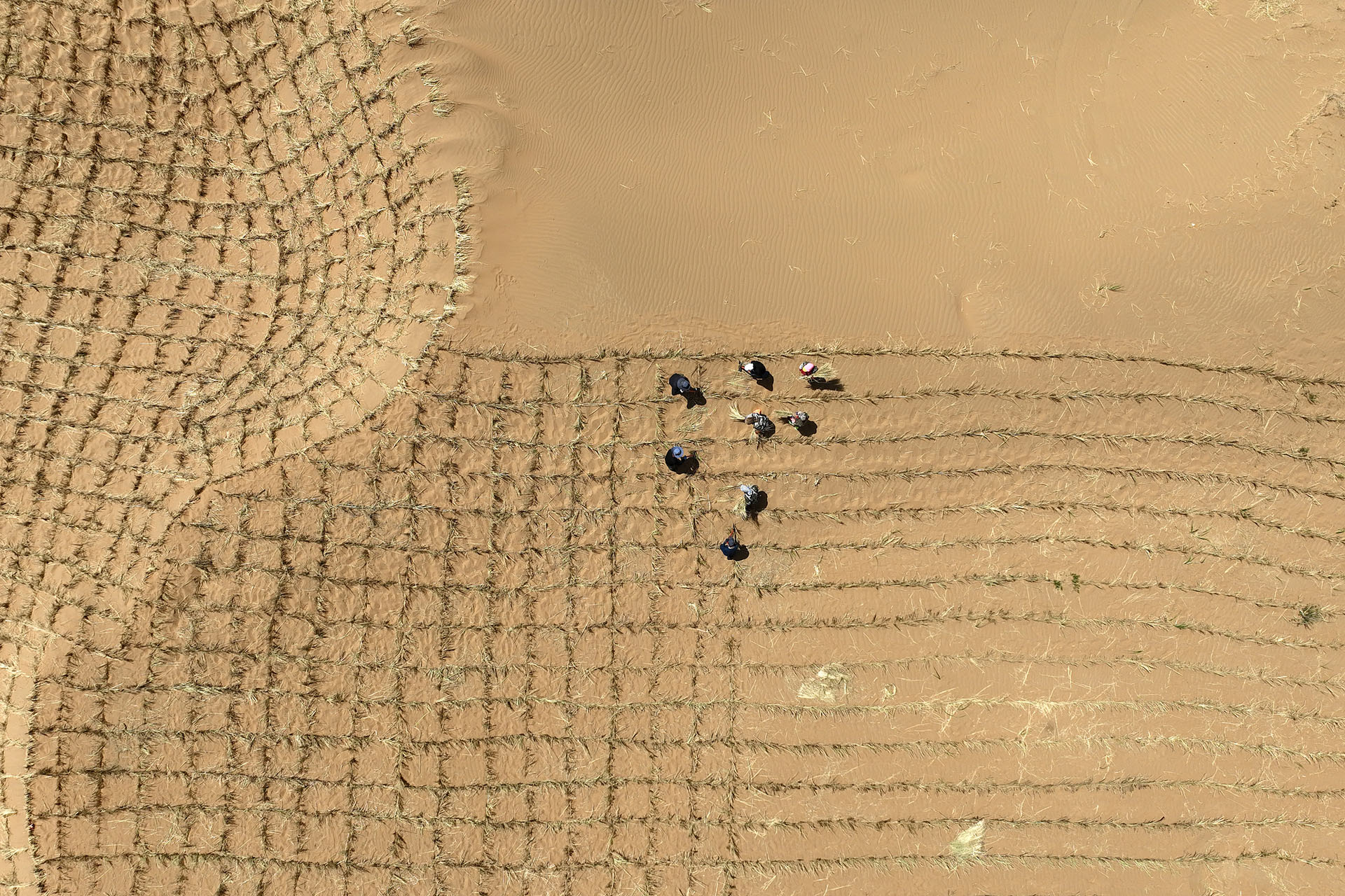 Workers create checkerboard patterns with branches in the desert near Zhongwei City, northwest China's Ningxia Hui Autonomous Region, May 9, 2024. /CFP