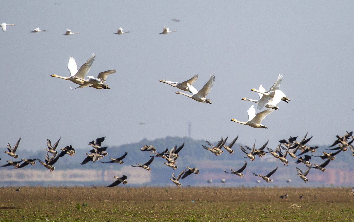 Migratory birds gather at Poyang Lake in Jiujiang City, Jiangxi Province, east China, November 28, 2024. /CFP