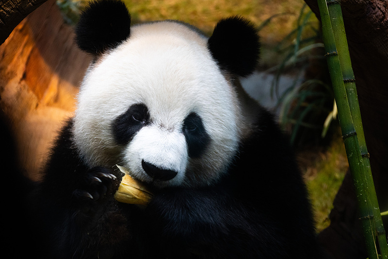 Newly arrived panda pair An An and Ke Ke meet the public on Sunday at Ocean Park in Hong Kong, December 8, 2024. /CFP