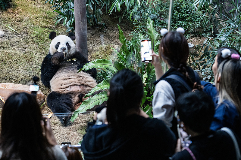 Newly arrived panda pair An An and Ke Ke meet the public on Sunday at Ocean Park in Hong Kong, December 8, 2024. /CFP