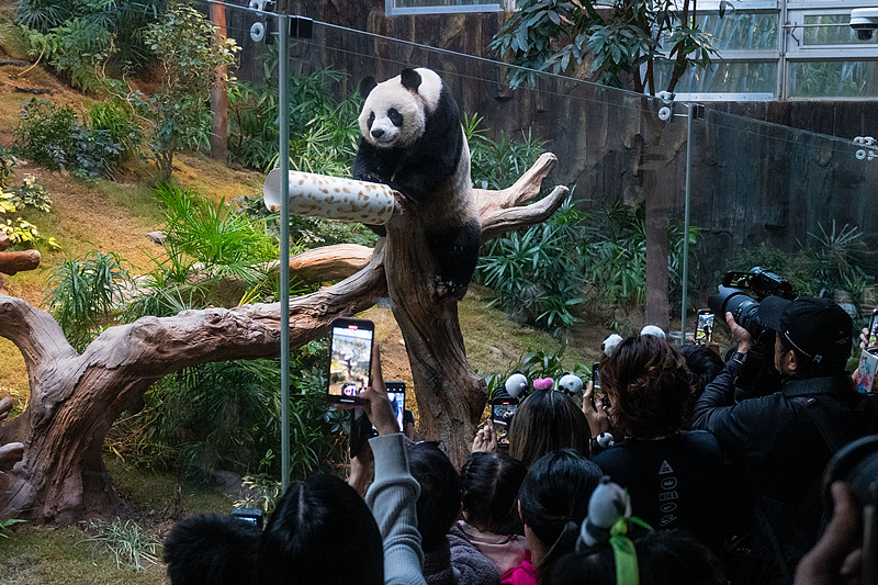 Newly arrived panda pair An An and Ke Ke meet the public on Sunday at Ocean Park in Hong Kong, December 8, 2024. /CFP