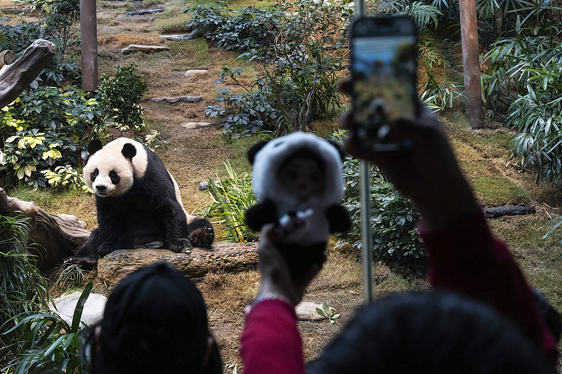 Newly arrived panda pair An An and Ke Ke meet the public on Sunday at Ocean Park in Hong Kong, December 8, 2024. /CFP