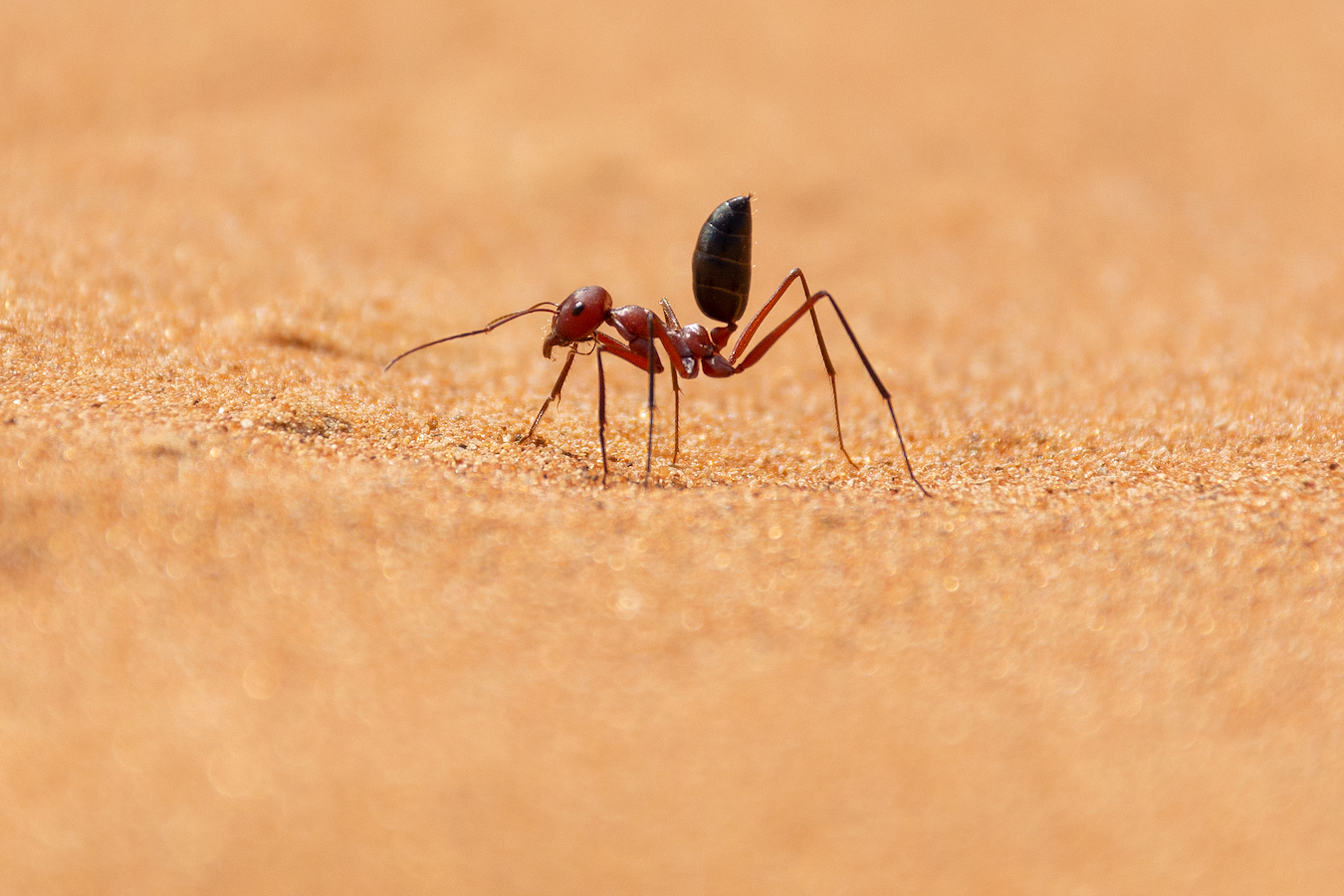 A Sahara Desert ant, a species under the genus Cataglyphis, or desert ant. /CFP