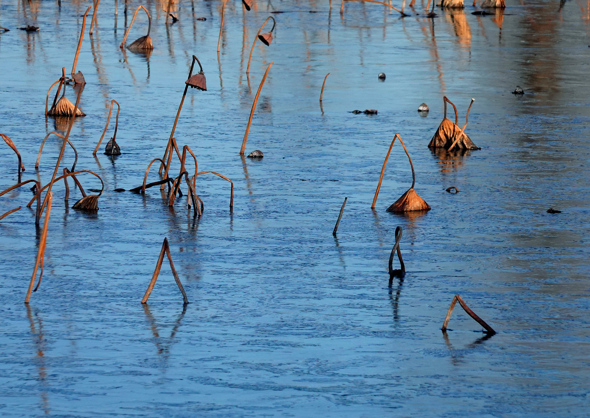 Dying lotuses in Kunming Lake, December 9, 2024. /CFP