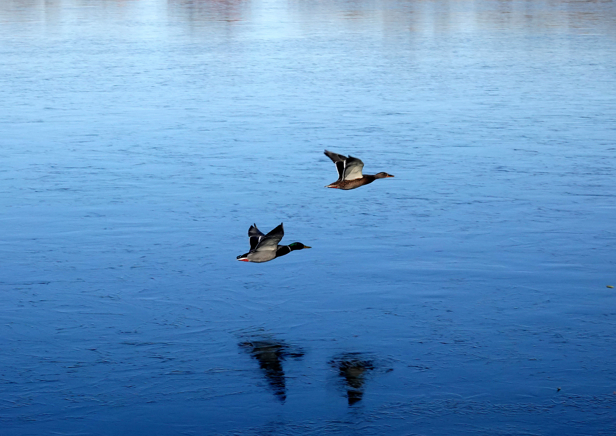 Birds skim the frozen surface of Kunming Lake, December 9, 2024. /CFP