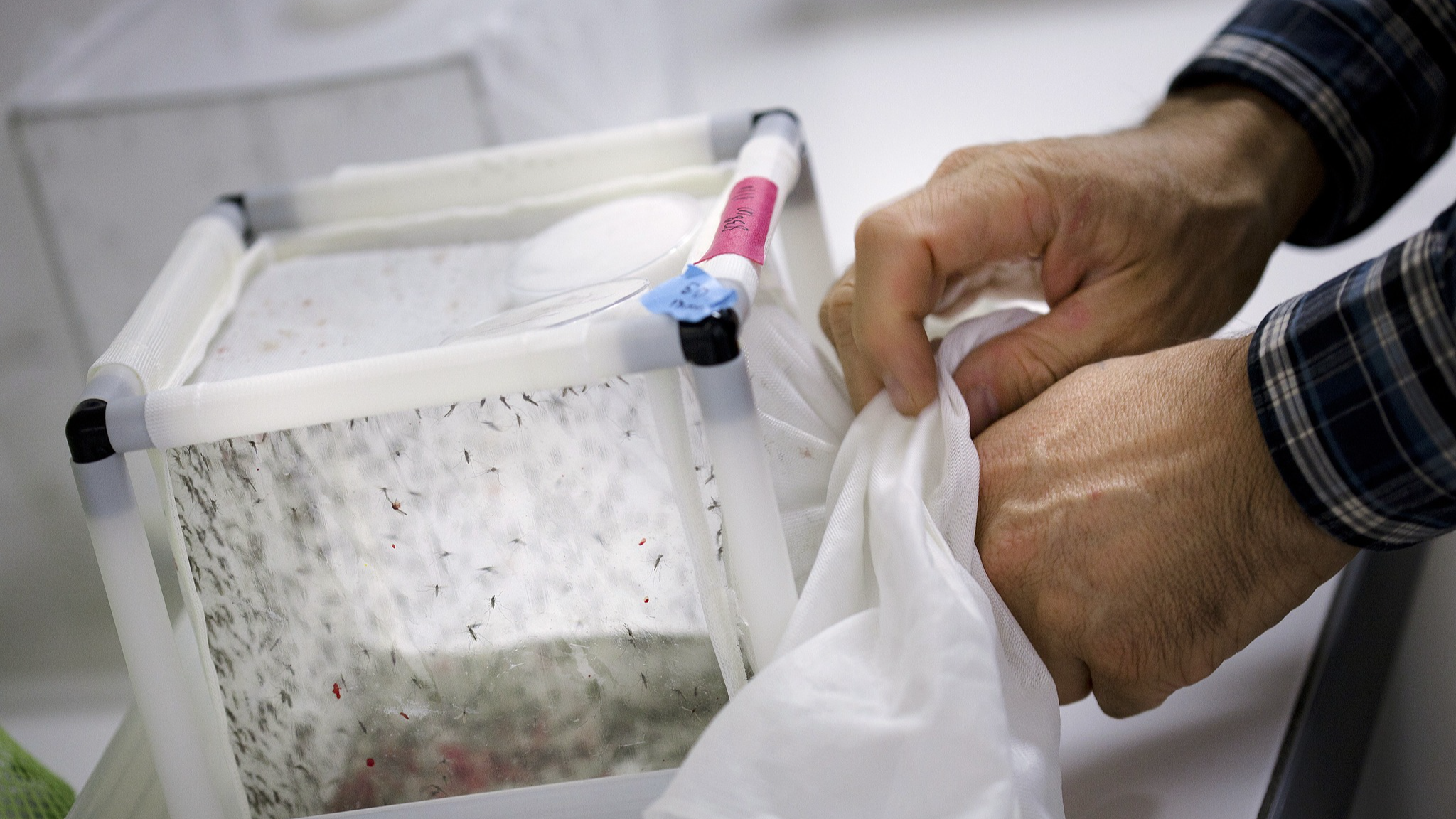 Australia's national science agency has announced a new venture targeting two species of mosquitoes to prevent dengue fever, Zika virus and yellow fever. /CFP