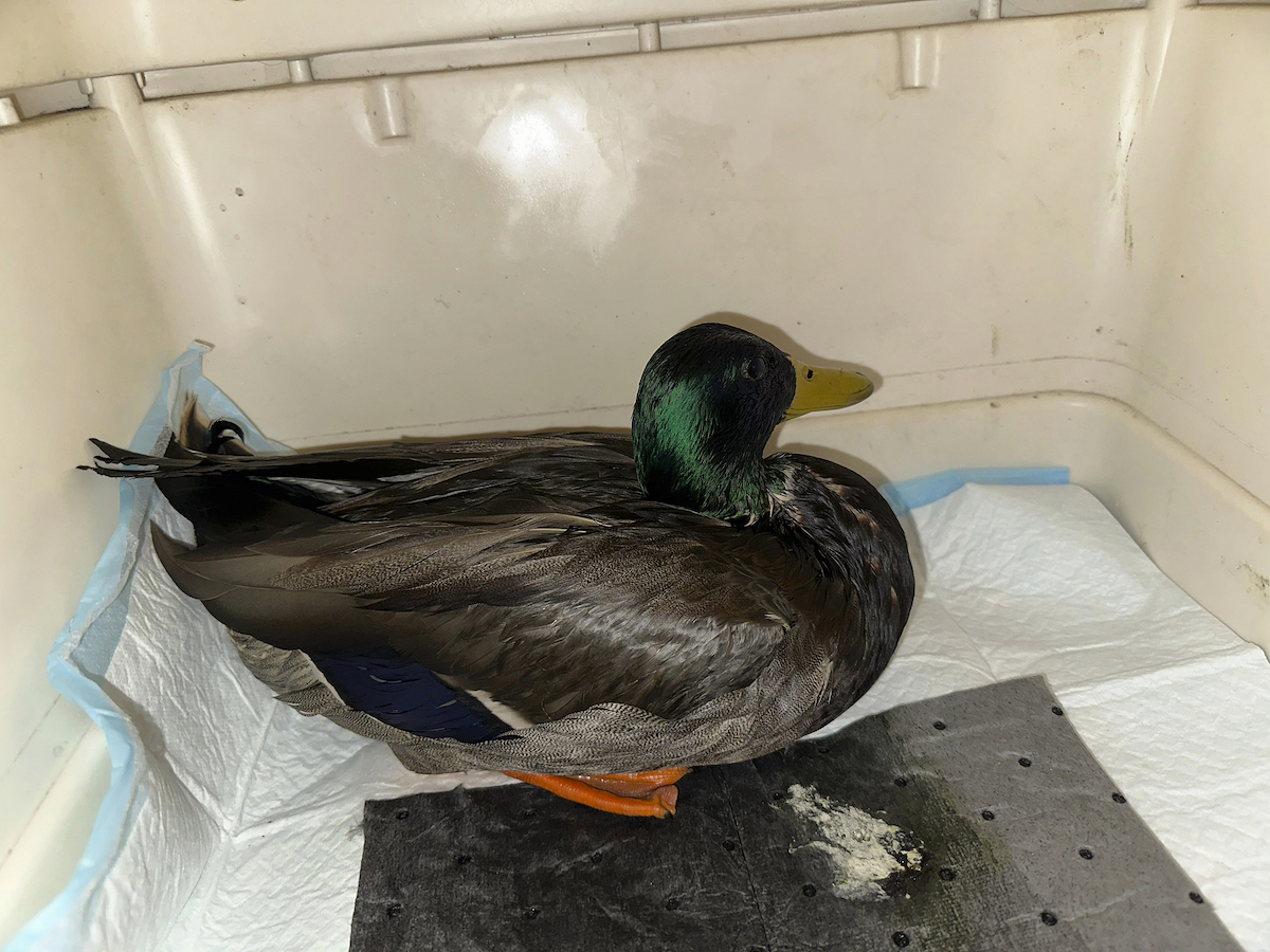 A mallard is rescued at New England Wildlife Center in Weymouth, Massachusetts, the U.S., December 9, 2024. /CFP