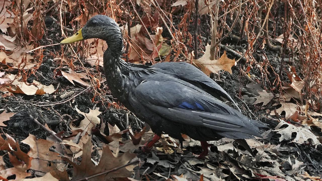 Rescue teams hurry to aid oil-drenched birds following spill in Boston river