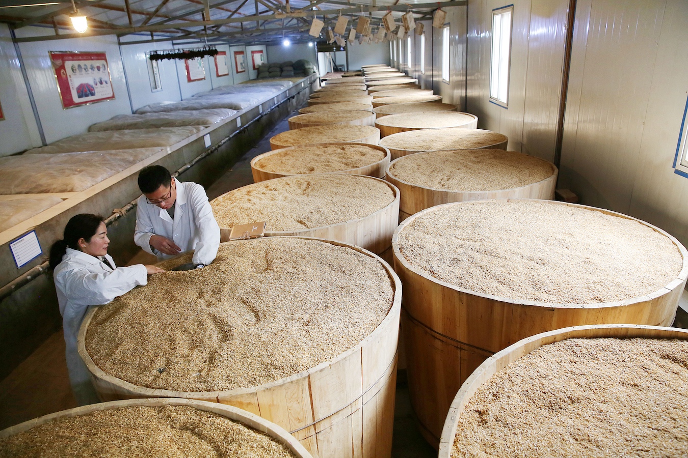 Turnjujubes are used as a brewing ingredient at a winery in Xunyang County, Shaanxi Province, northwest China, January 13, 2024. /CFP