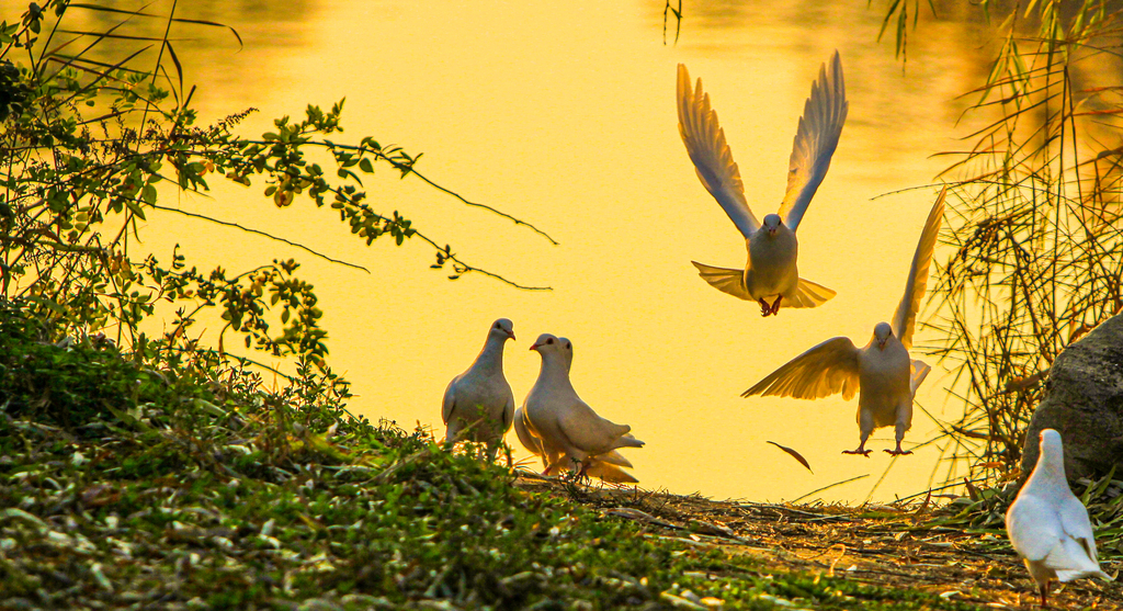 A flock of white pigeons are seen playing on the lakeshore at Shi Jing Cultural Park in Jize County, Handan, Hebei Province on December 6, 2024. /CFP