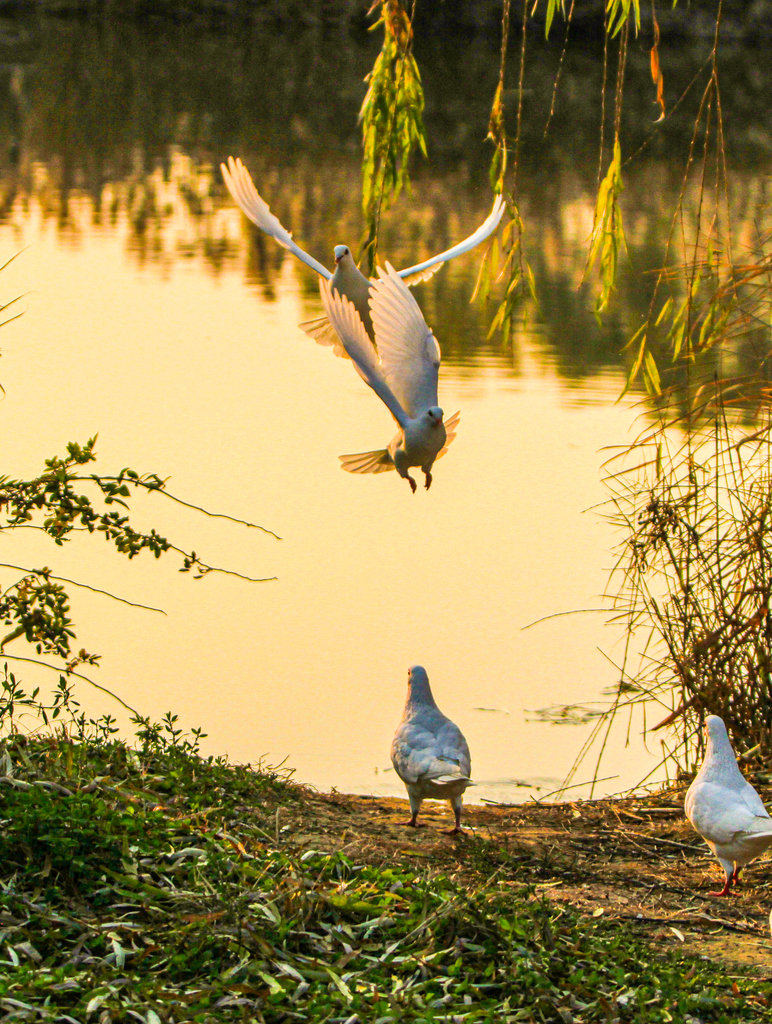 A flock of white pigeons are seen playing on the lakeshore at Shi Jing Cultural Park in Jize County, Handan, Hebei Province on December 6, 2024. /CFP