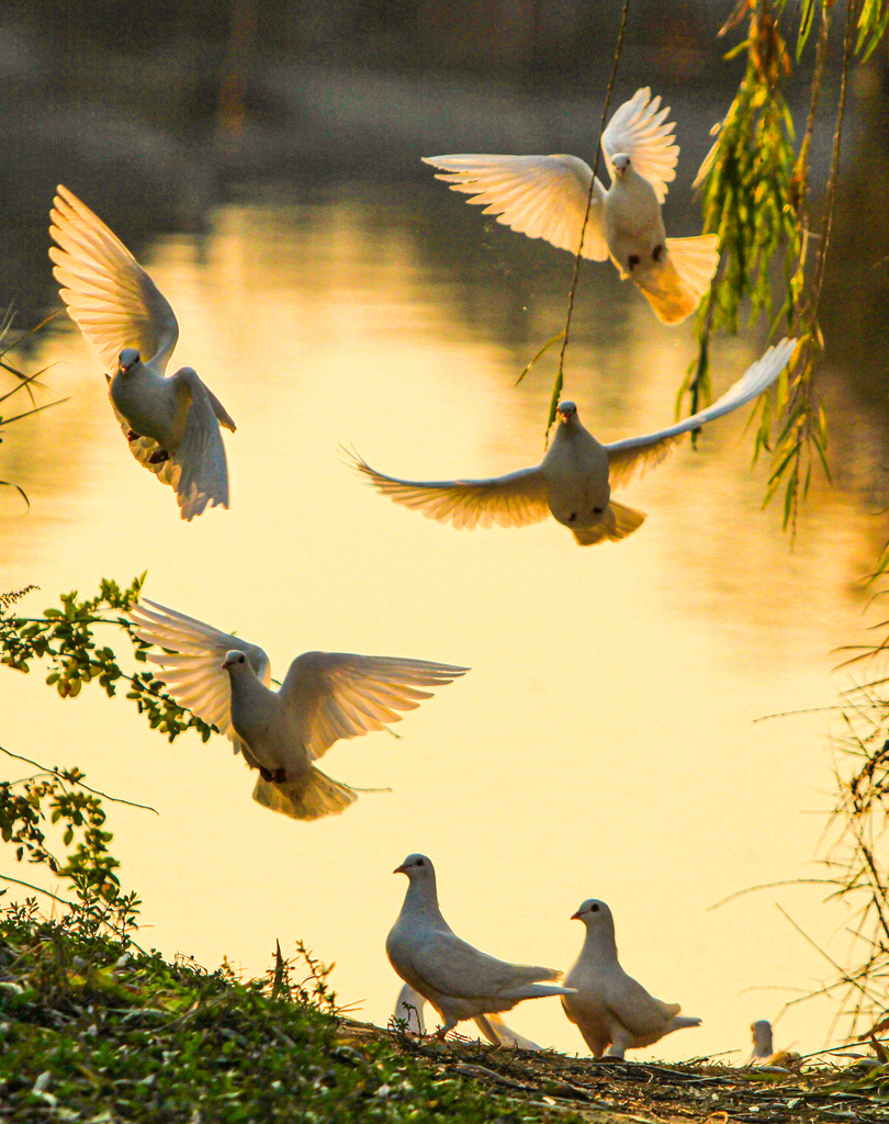 A flock of white pigeons are seen playing on the lakeshore at Shi Jing Cultural Park in Jize County, Handan, Hebei Province on December 6, 2024. /CFP