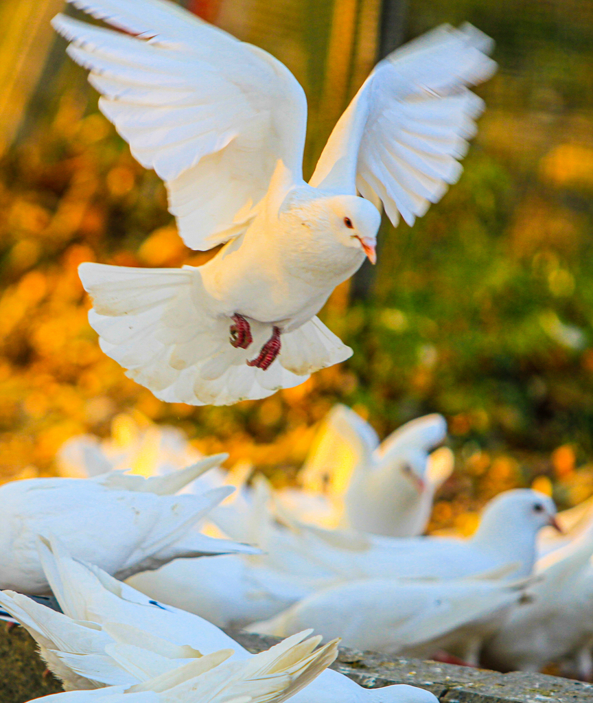 A flock of white pigeons are seen playing on the lakeshore at Shi Jing Cultural Park in Jize County, Handan, Hebei Province on December 6, 2024. /CFP