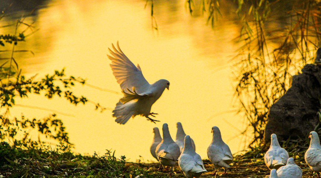 A flock of white pigeons are seen playing on the lakeshore at Shi Jing Cultural Park in Jize County, Handan, Hebei Province on December 6, 2024. /CFP