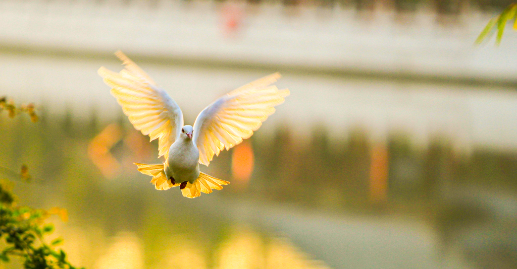 A flock of white pigeons are seen playing on the lakeshore at Shi Jing Cultural Park in Jize County, Handan, Hebei Province on December 6, 2024. /CFP