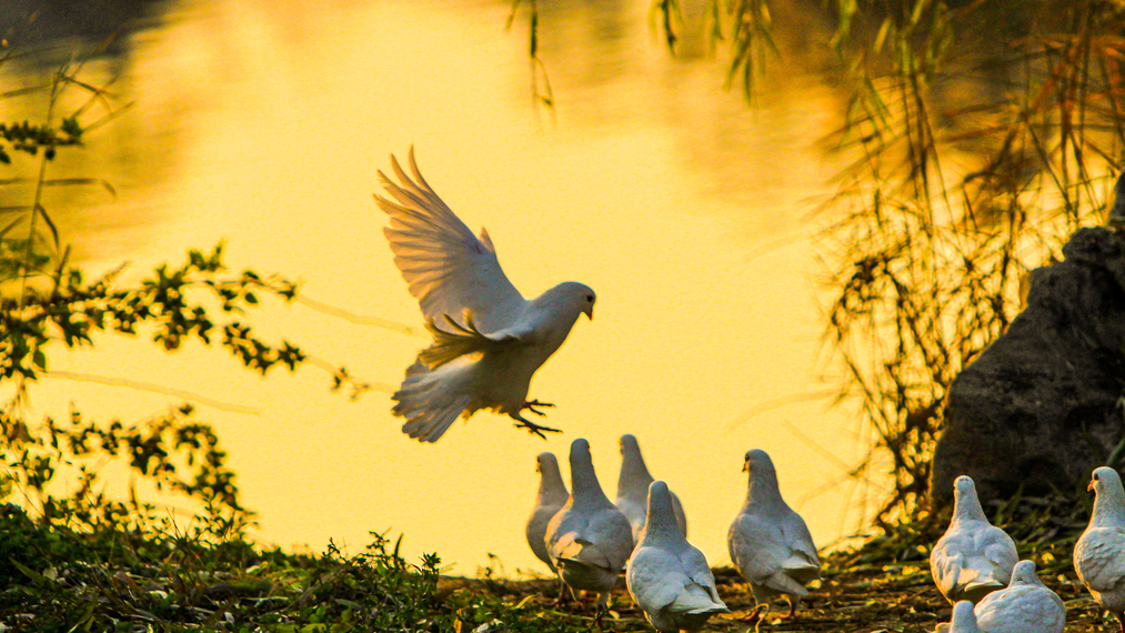 Playful flock of white doves spotted in Shi Jing Cultural Park