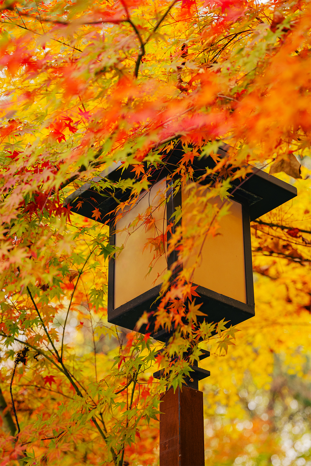 Qixia Mountain in Nanjing, Jiangsu Province is seen adorned with red leaves on December 9, 2024. /CFP