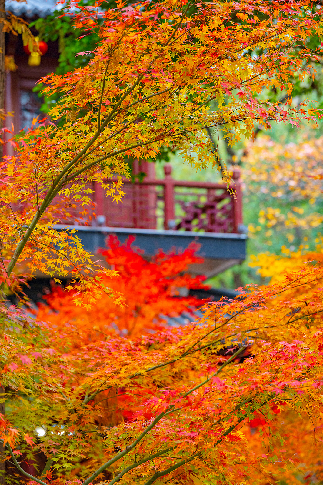 Qixia Mountain in Nanjing, Jiangsu Province is seen adorned with red leaves on December 10, 2024. /CFP