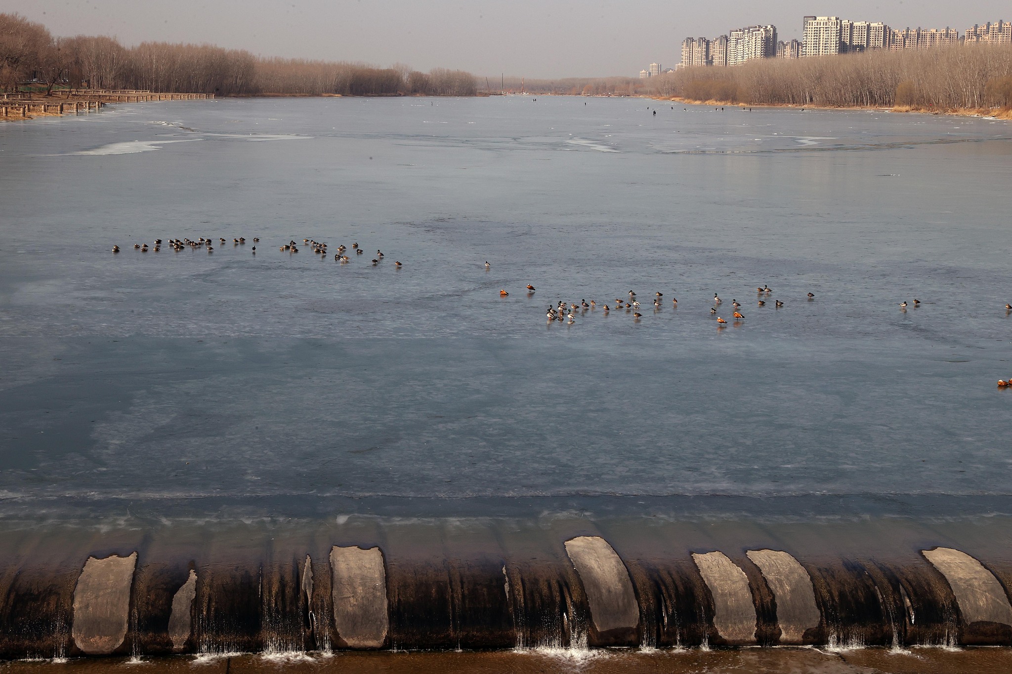 Wild ducks rest and winter on the ice surface of the Chaobai River, Beijing, China, January 31, 2023. /CFP