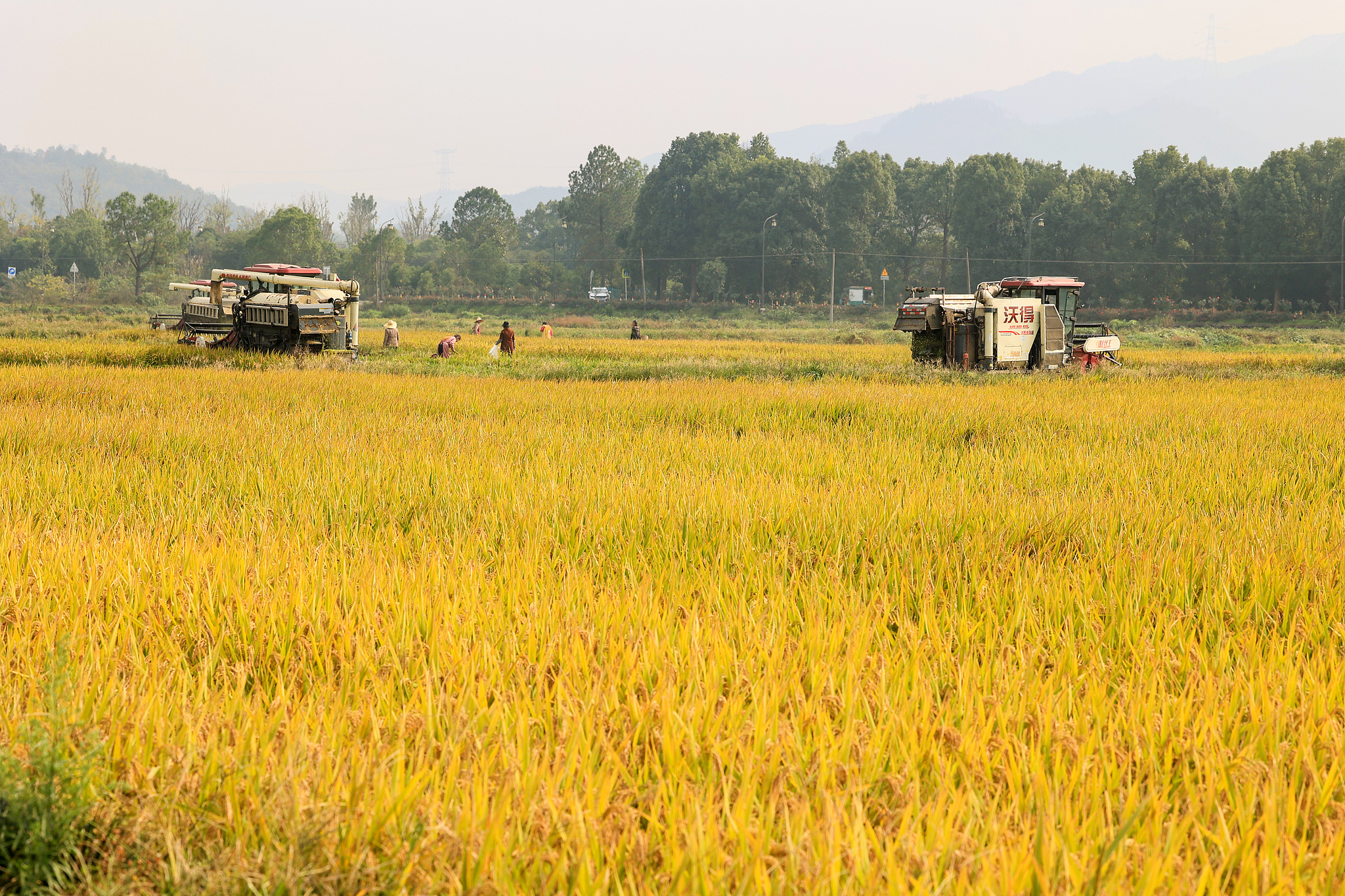 Combine harvesters collecting rice in Jinhua City, east China's Zhejiang Province, November 22, 2024. /CFP