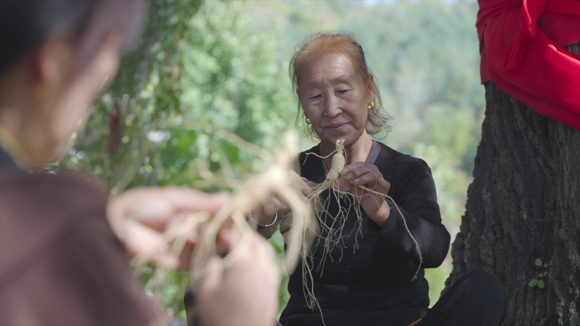 A screenshot of a new documentary series by China Media Group that highlights the cultivation of ginseng /CMG