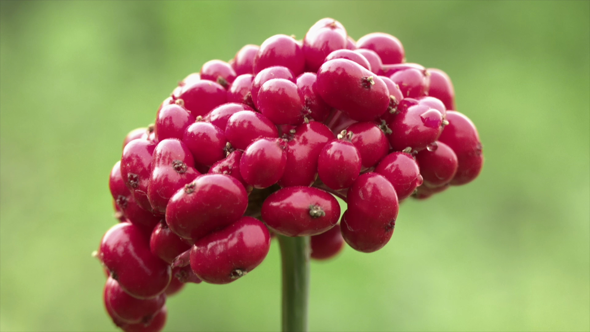 A screenshot of a new documentary series by China Media Group showing the fruit of ginseng /CMG