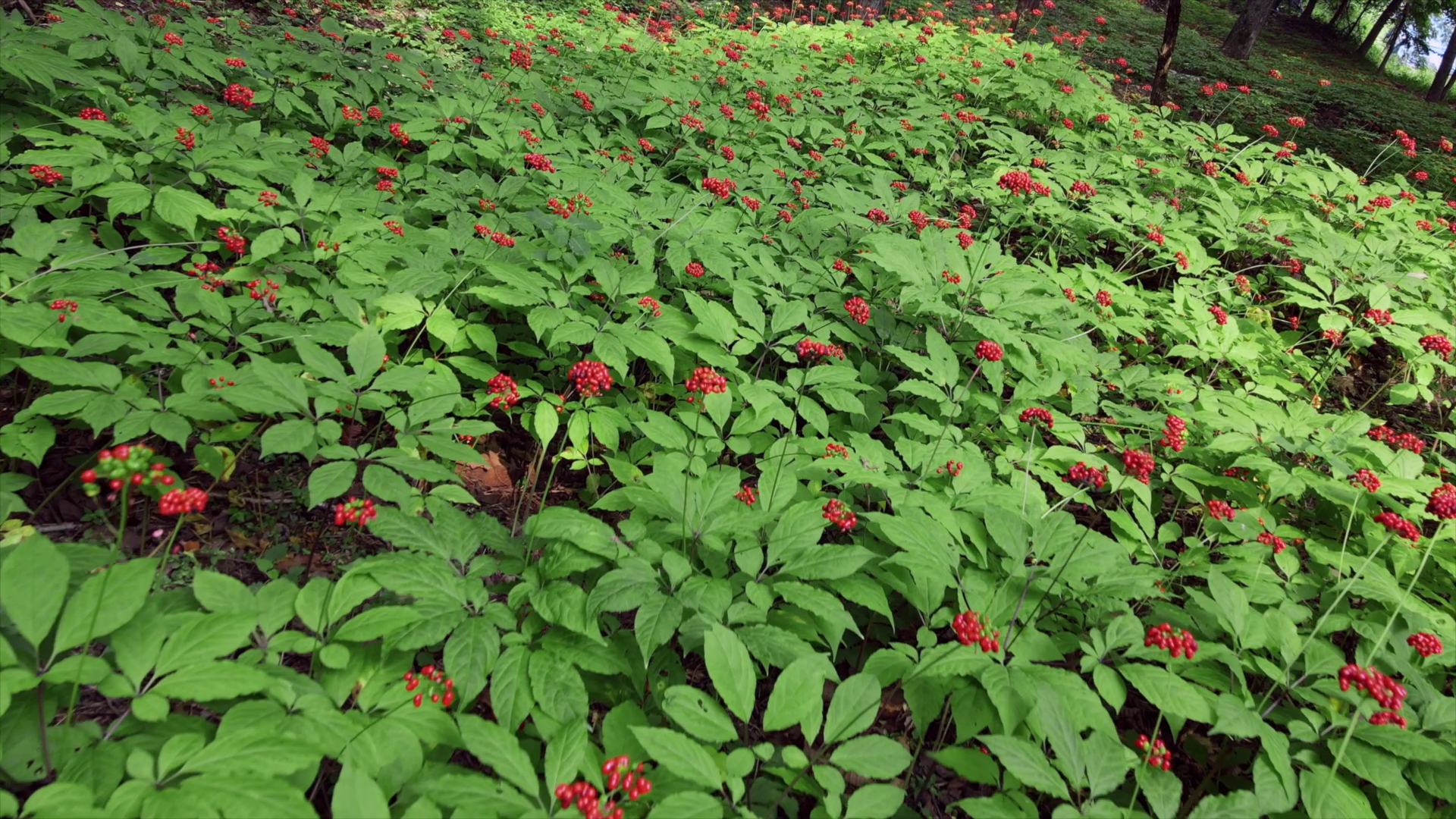 A screenshot of a new documentary series by China Media Group showing a ginseng field /CMG