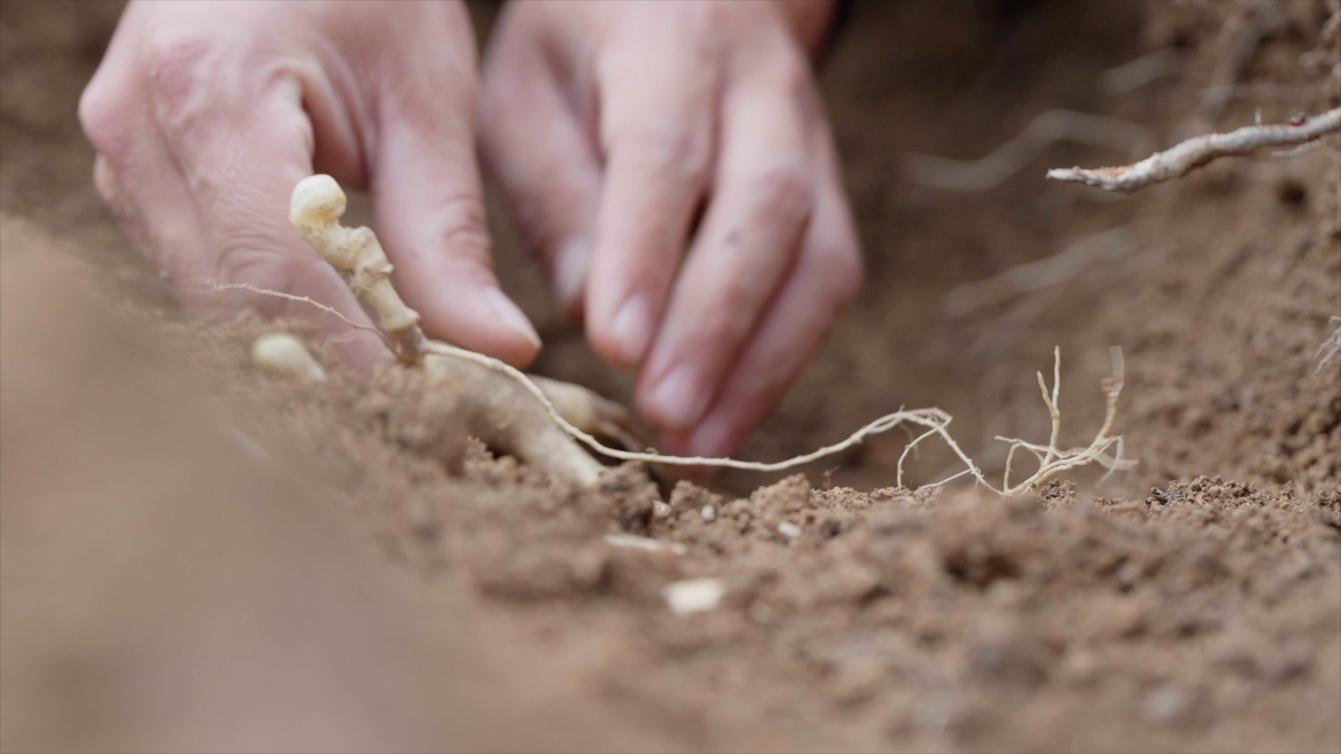 A screenshot of a new documentary series by China Media Group that highlights the cultivation of ginseng /CMG