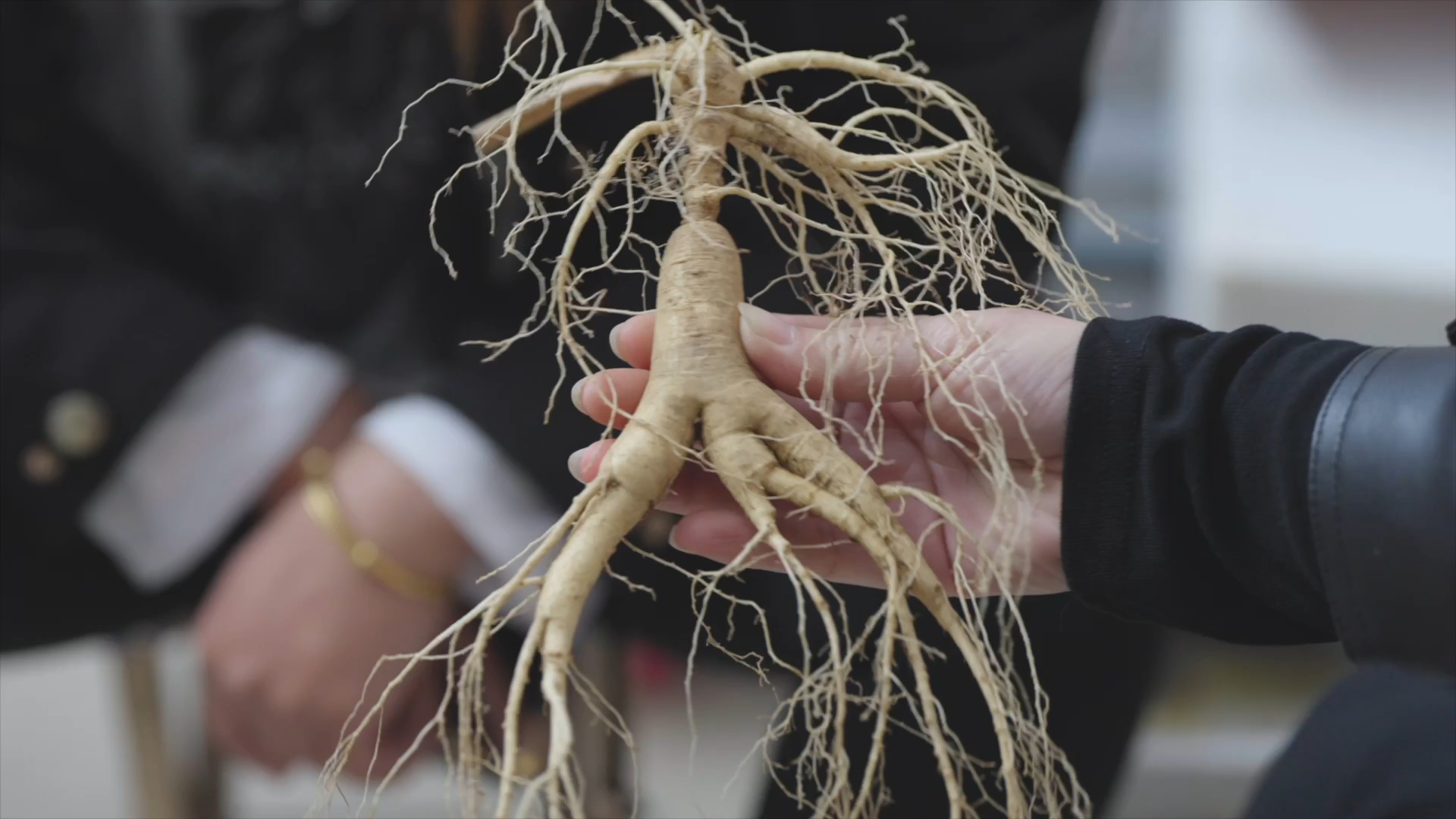 A screenshot of a new documentary series by China Media Group that highlights the cultivation of ginseng /CMG