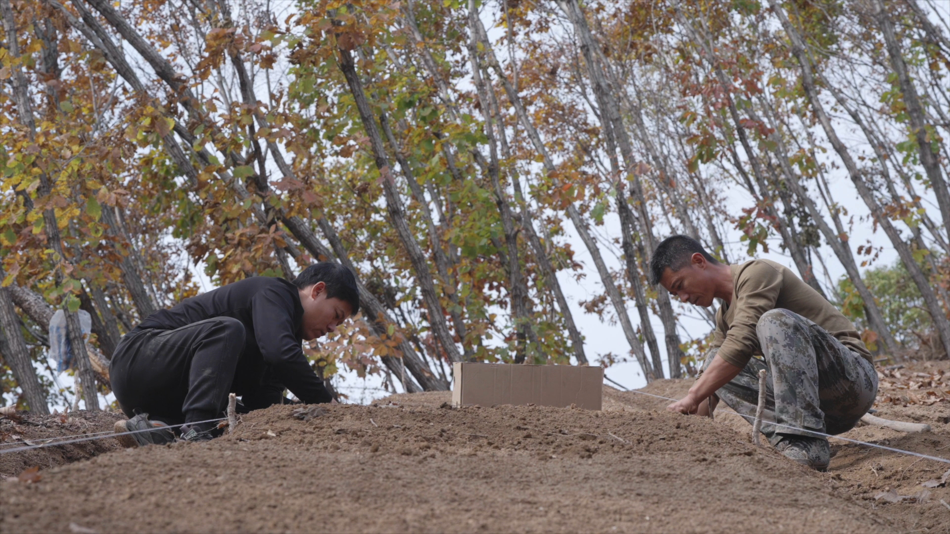 A screenshot of a new documentary series by China Media Group that highlights the cultivation of ginseng /CMG