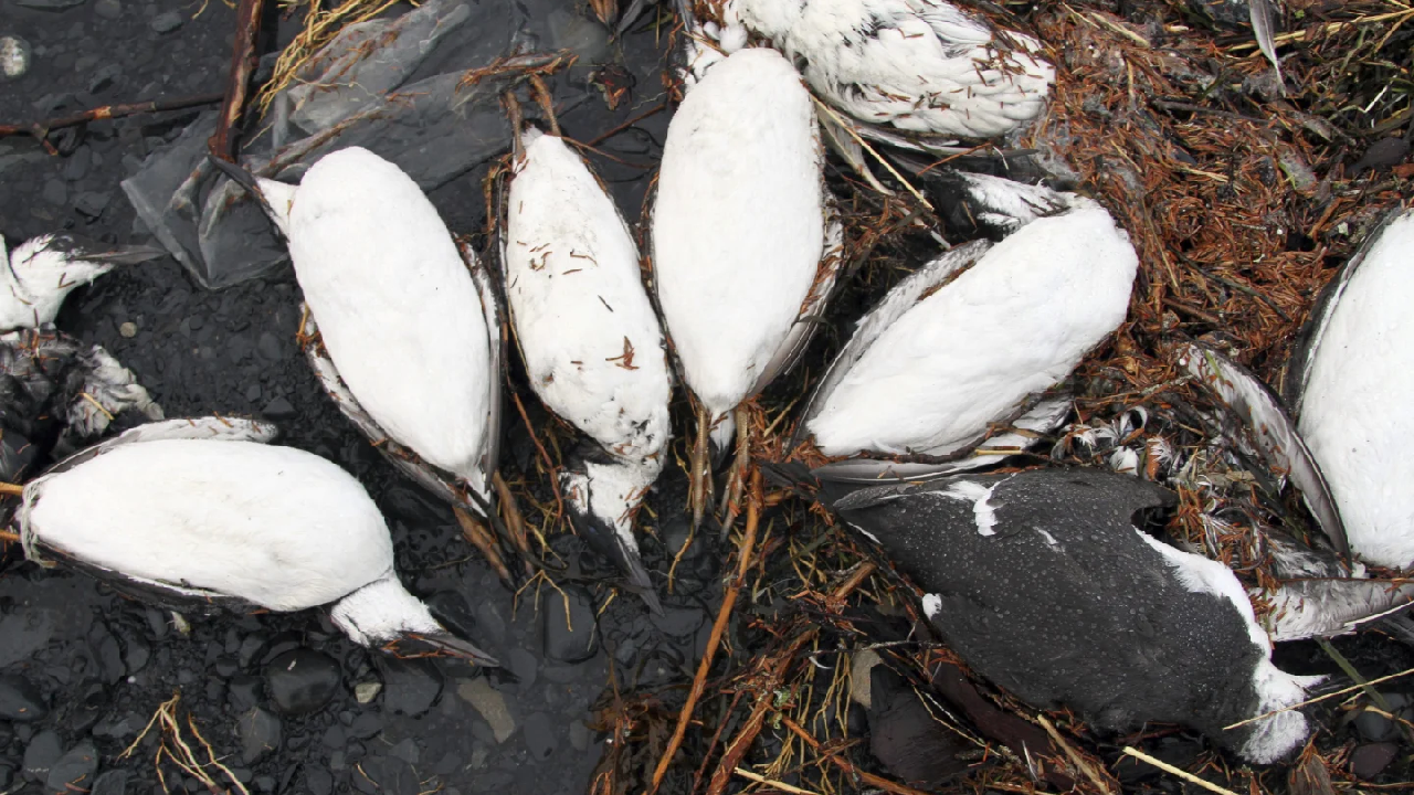 Study Shows Heat Wave Eliminated Millions of Seabirds